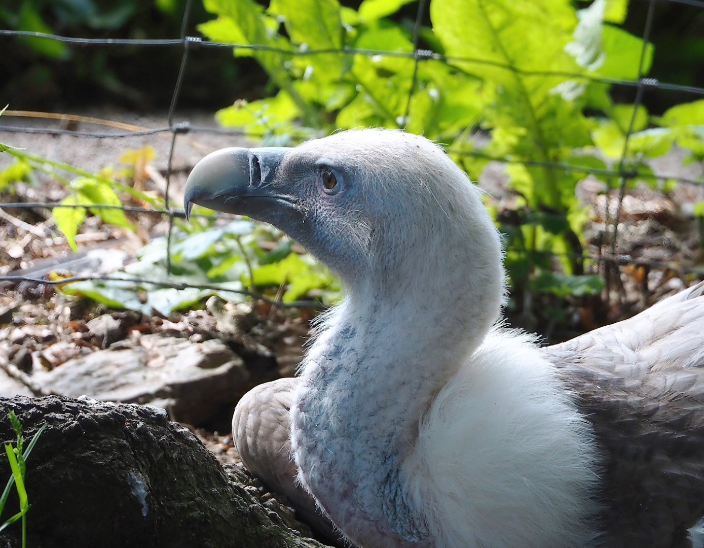 Western Eurasian griffon vulture (Gyps fulvus fulvus), 2023-06-24