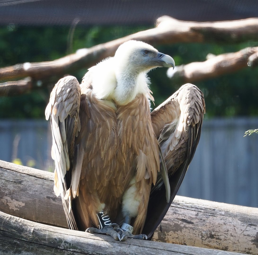 Western Eurasian griffon vulture (Gyps fulvus fulvus), 2023-07-18