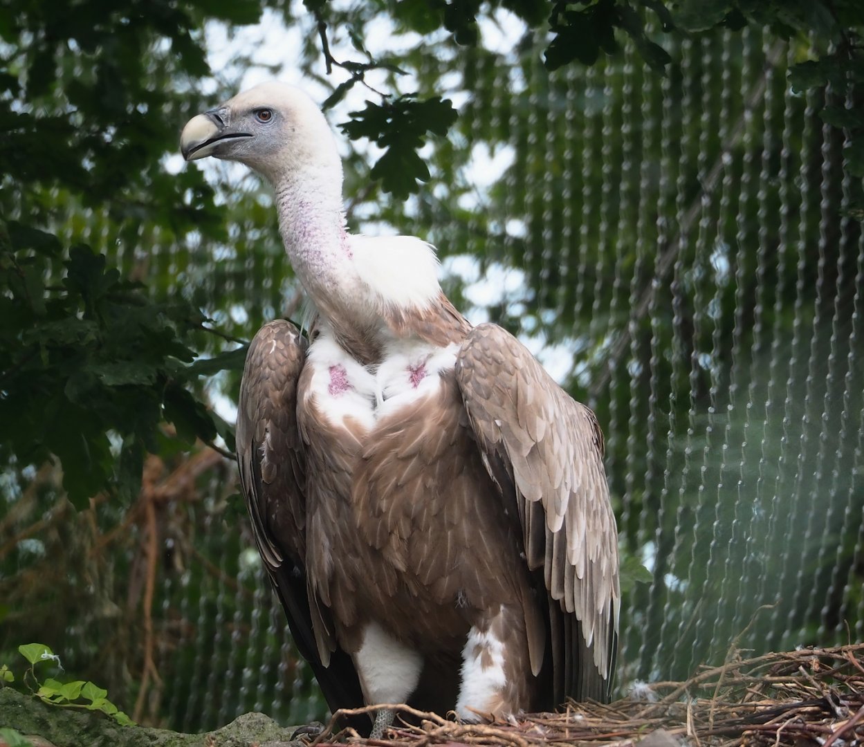 Western Eurasian griffon vulture (Gyps fulvus fulvus), 2023-07-26