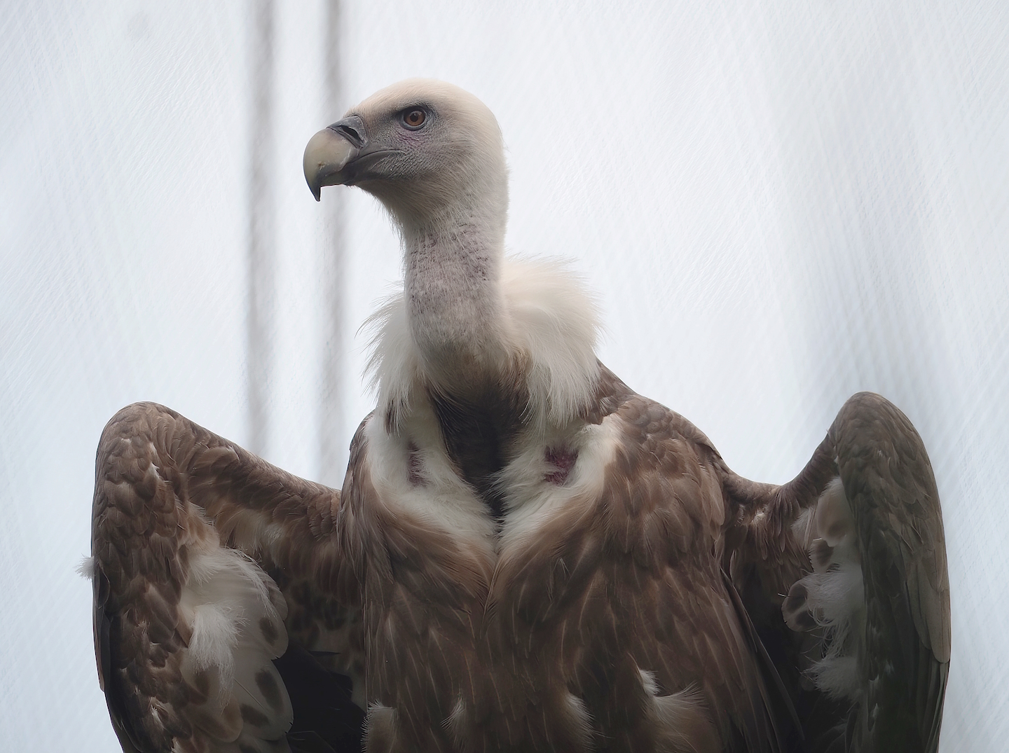 Western Eurasian griffon vulture (Gyps fulvus fulvus), 2023-07-26
