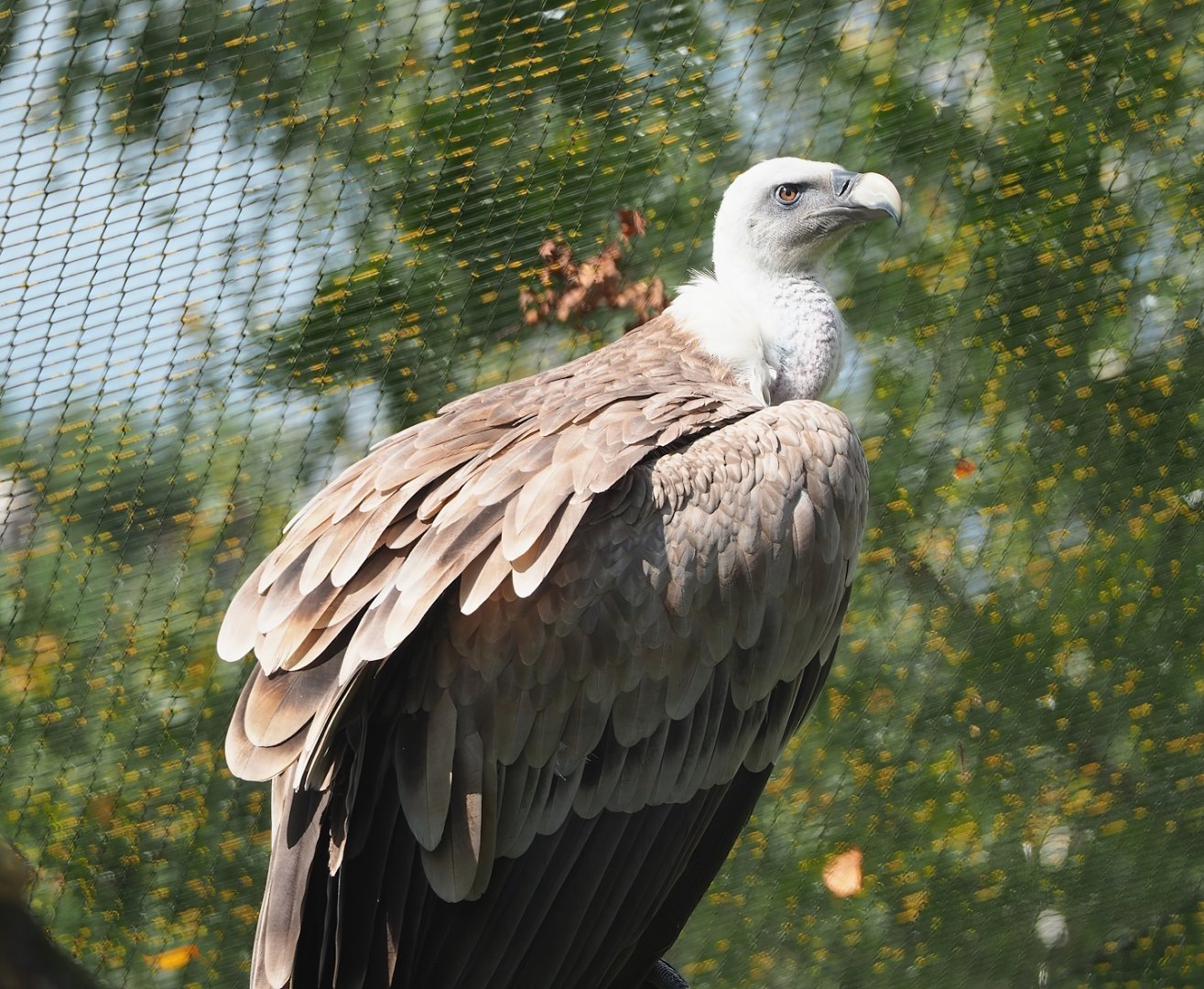 Western Eurasian griffon vulture (Gyps fulvus fulvus), 2023-08-15