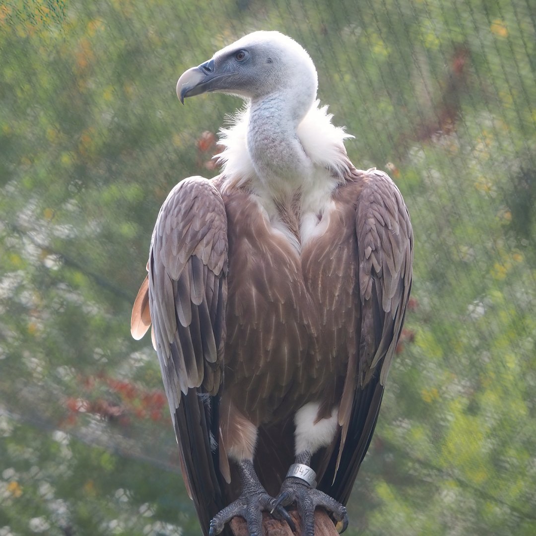 Western Eurasian griffon vulture (Gyps fulvus fulvus), 2023-08-15