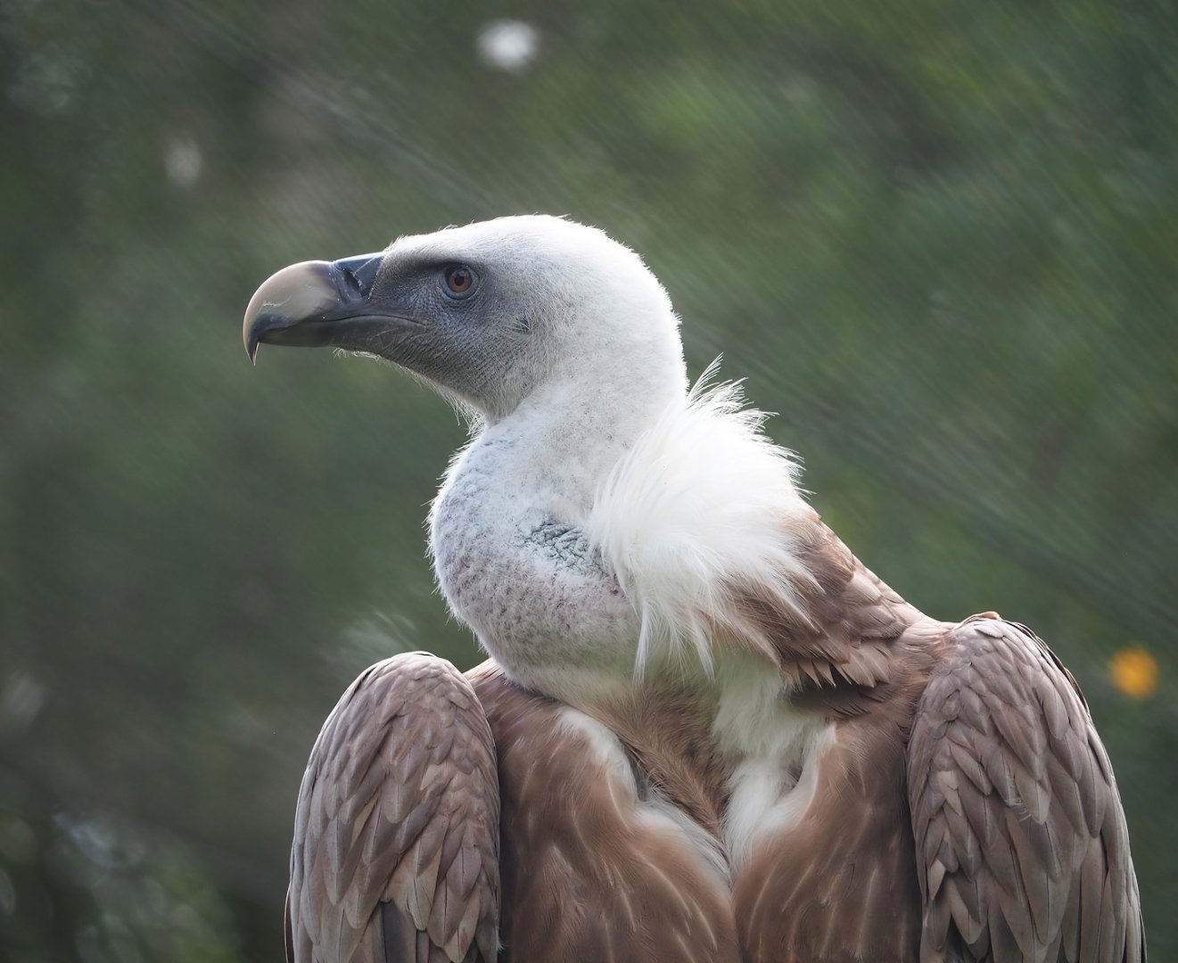 Western Eurasian griffon vulture (Gyps fulvus fulvus), 2023-08-15