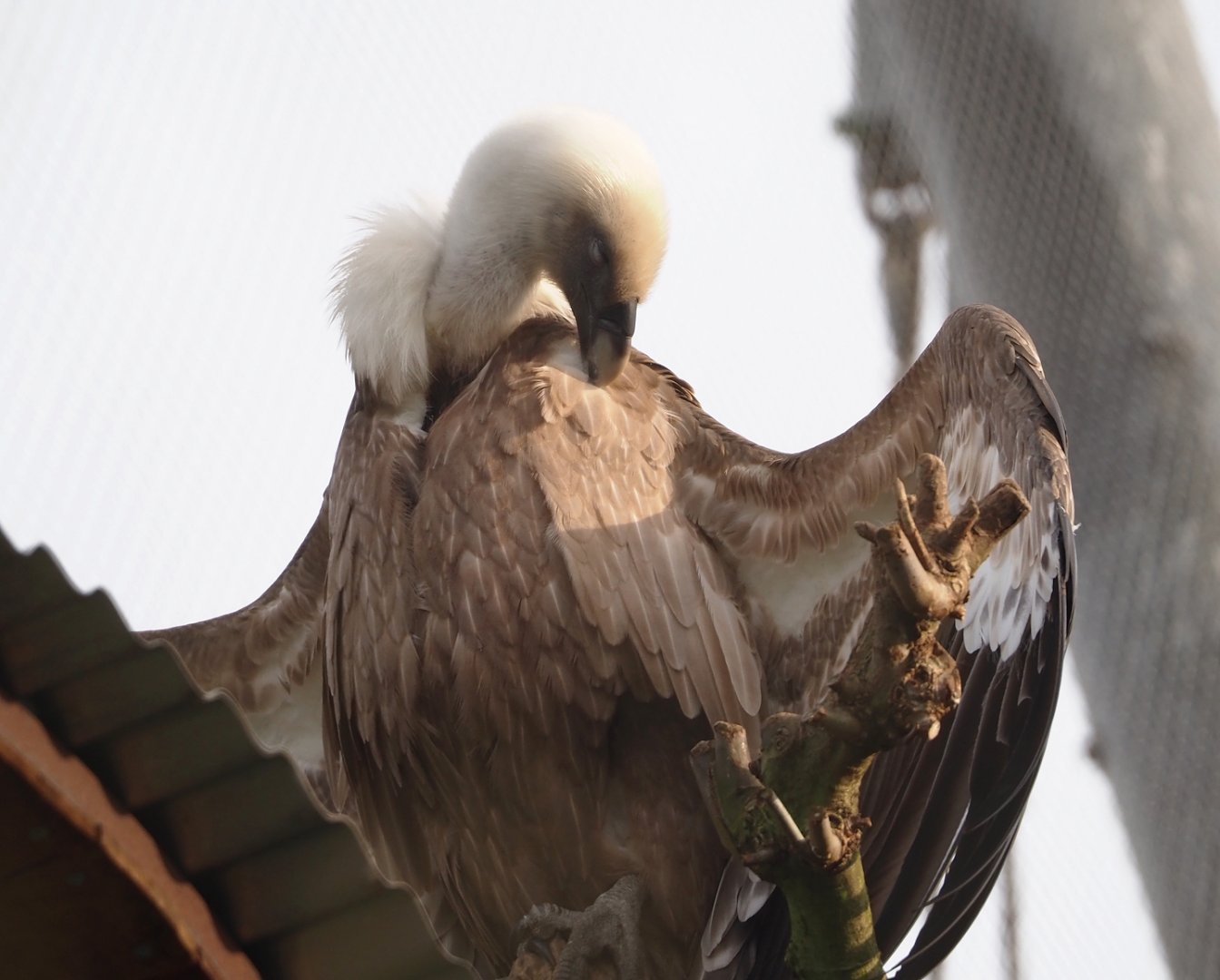 Western Eurasian griffon vulture (Gyps fulvus fulvus), 2024-03-20