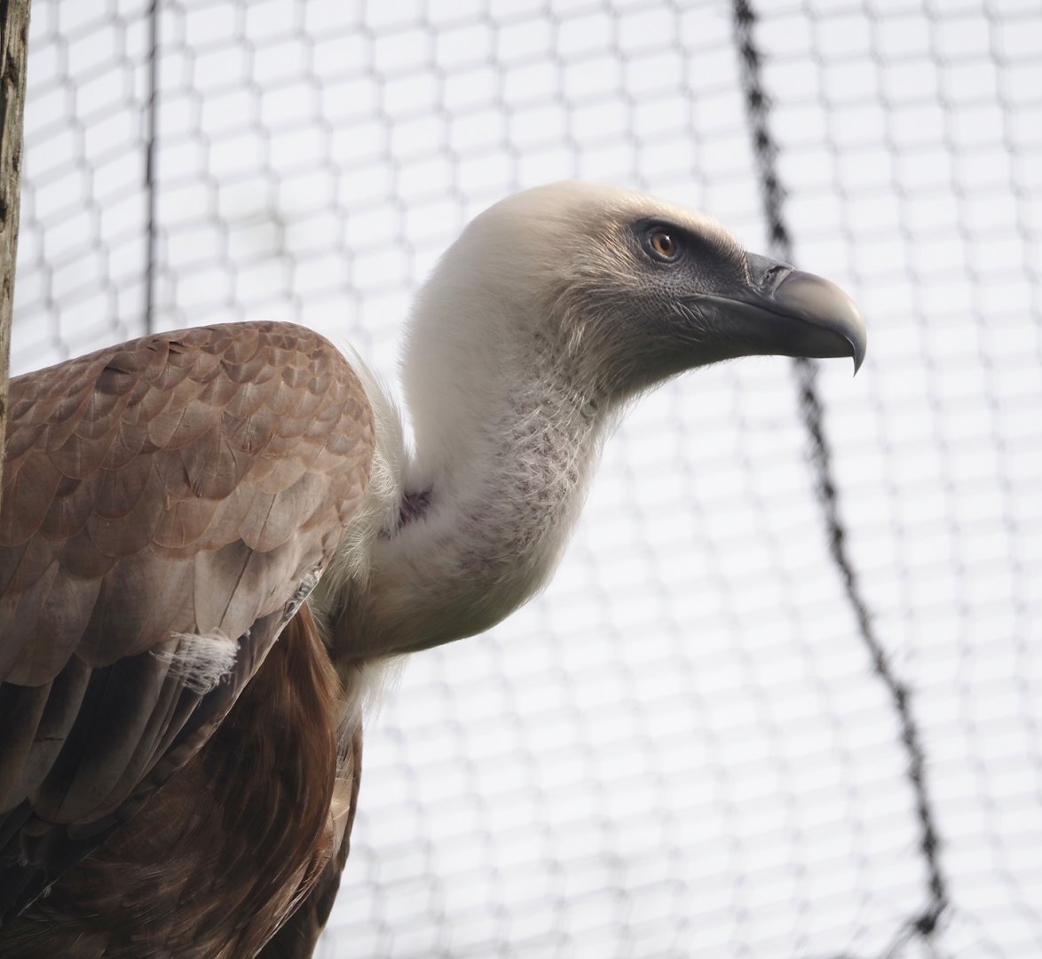 Western Eurasian griffon vulture (Gyps fulvus fulvus), 2024-04-06