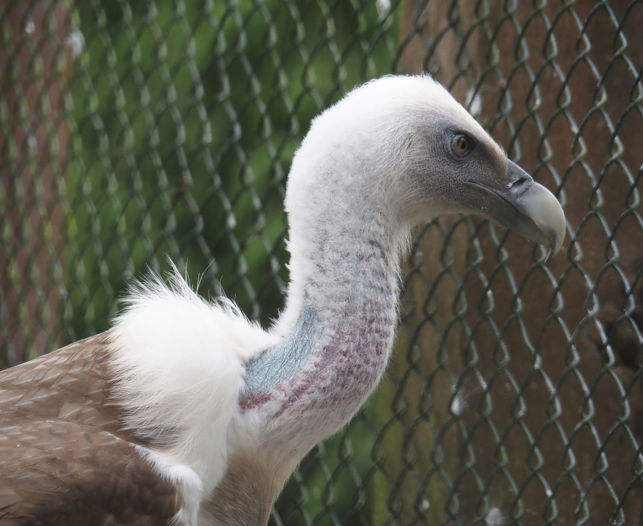 Western Eurasian griffon vulture (Gyps fulvus fulvus), 2024-05-21