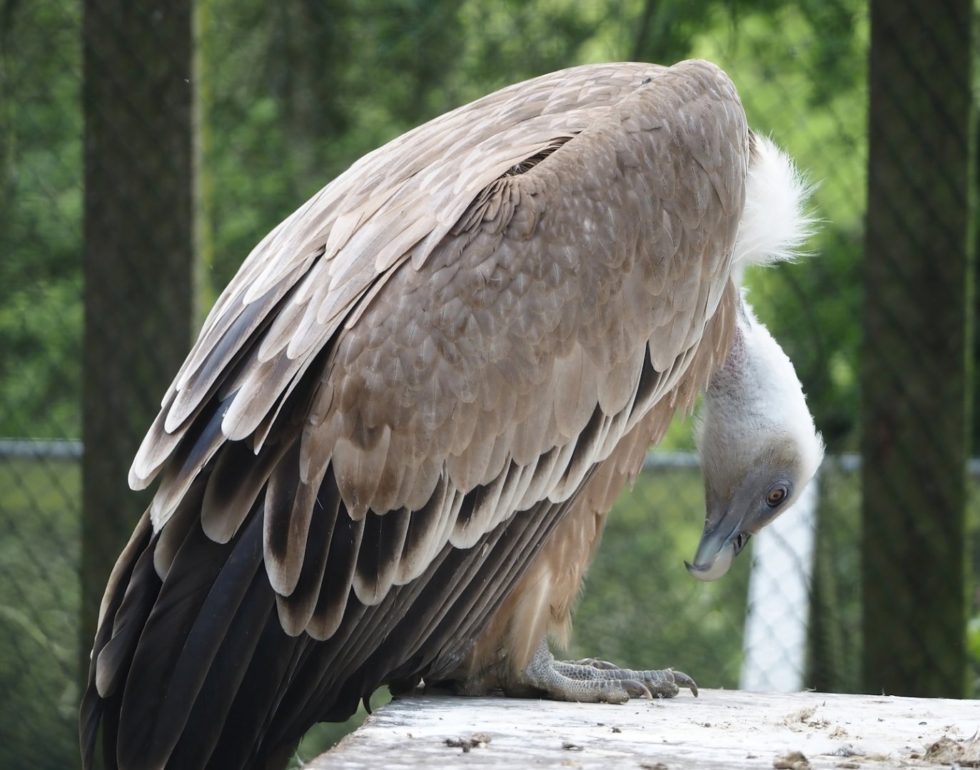Western Eurasian griffon vulture (Gyps fulvus fulvus), 2024-05-23