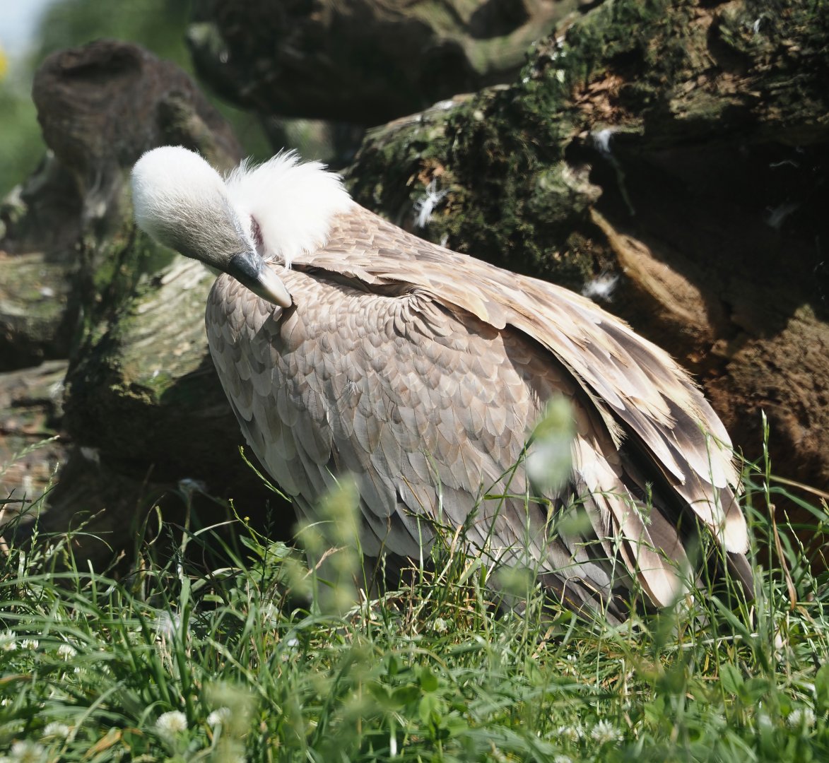 Western Eurasian griffon vulture (Gyps fulvus fulvus), 2024-08-21