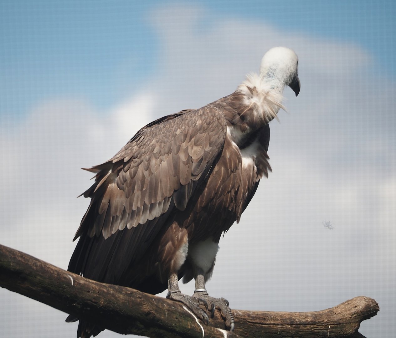 Western Eurasian griffon vulture (Gyps fulvus fulvus), 2024-08-21