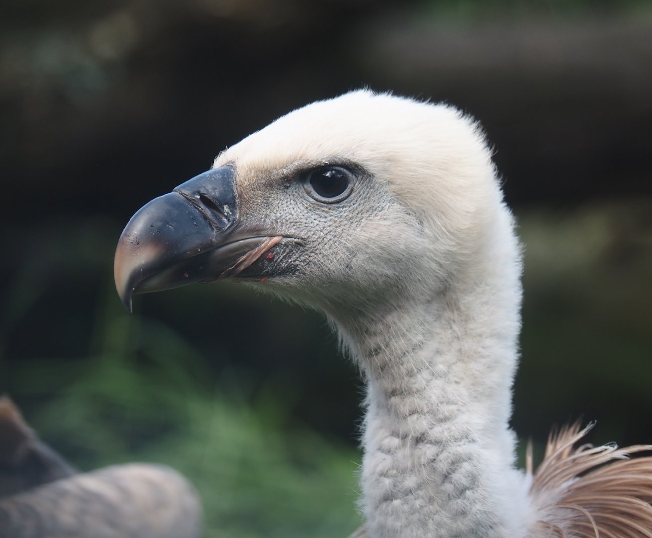 Western Eurasian griffon vulture (Gyps fulvus fulvus), 2024-08-21