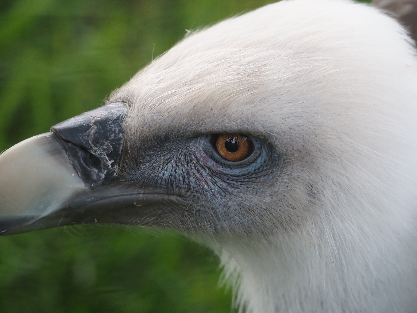 Western Eurasian griffon vulture (Gyps fulvus fulvus), 2024-09-17