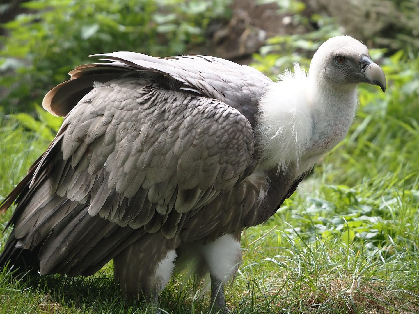 Western Eurasian griffon vulture (Gyps fulvus fulvus), 2024-09-17