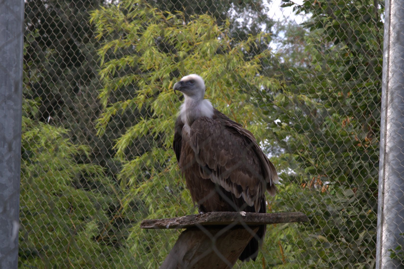 Western Eurasian Griffon Vulture (Gyps fulvus fulvus), 25-08-25
