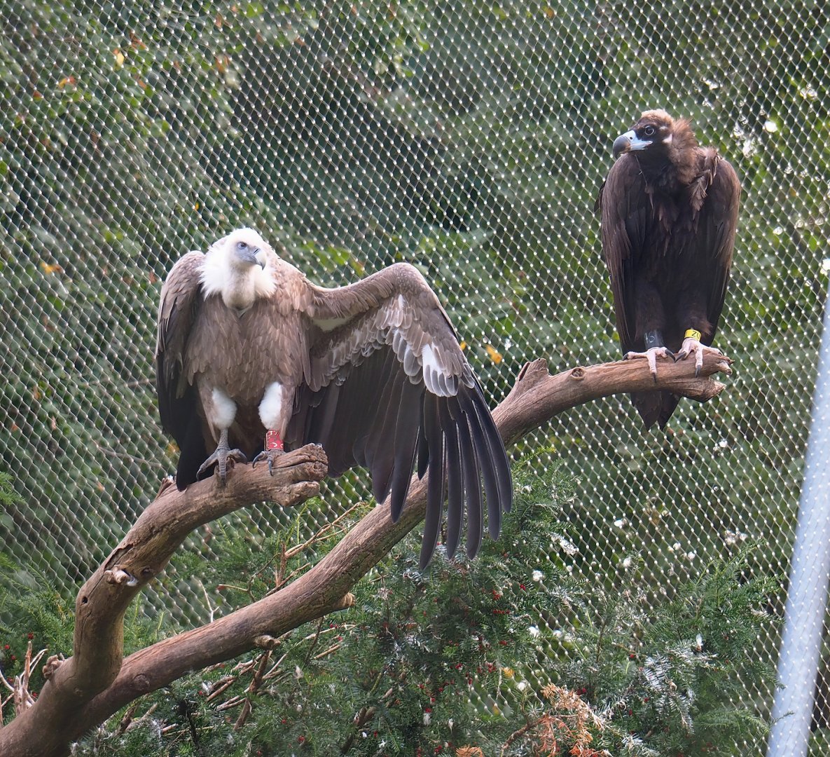 Western Eurasian griffon vulture (Gyps fulvus fulvus) and Cinereous vultures (Aegypius monachus), 2023-09-19