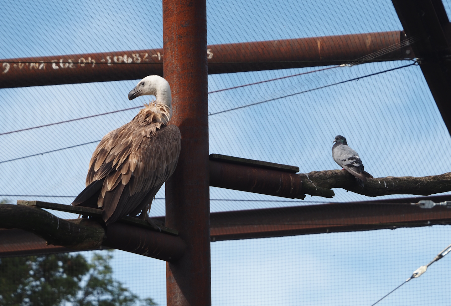 Western Eurasian griffon vulture (Gyps fulvus fulvus) and Rock dove (Columba livia), 2024-08-21