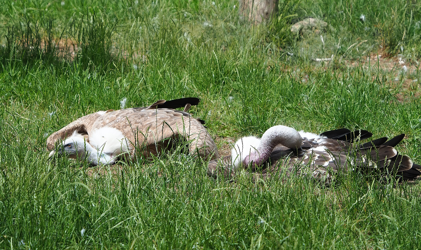 Western Eurasian griffon vulture (Gyps fulvus fulvus), and Rüppell's griffon vulture (Gyps rueppelli rueppelli), 2022-06-12