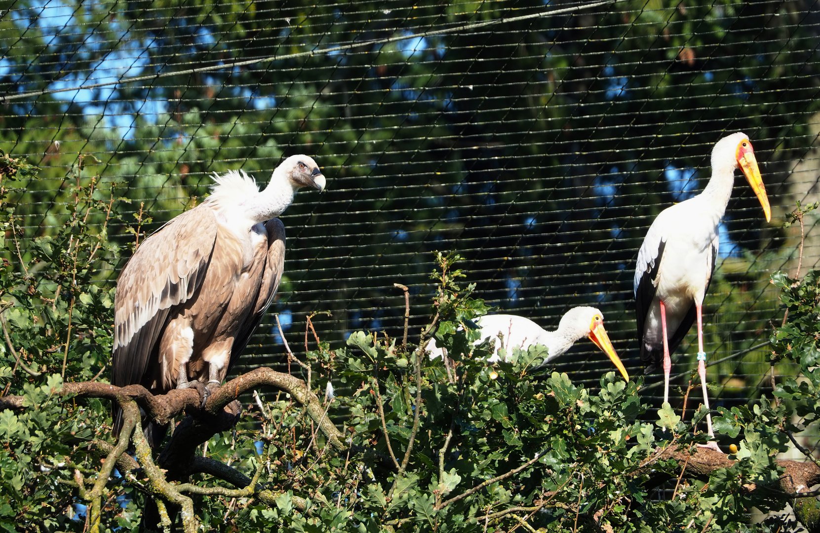 Western Eurasian griffon vulture (Gyps fulvus fulvus) and Yellow-billed stork (Mycteria ibis), 2023-09-24