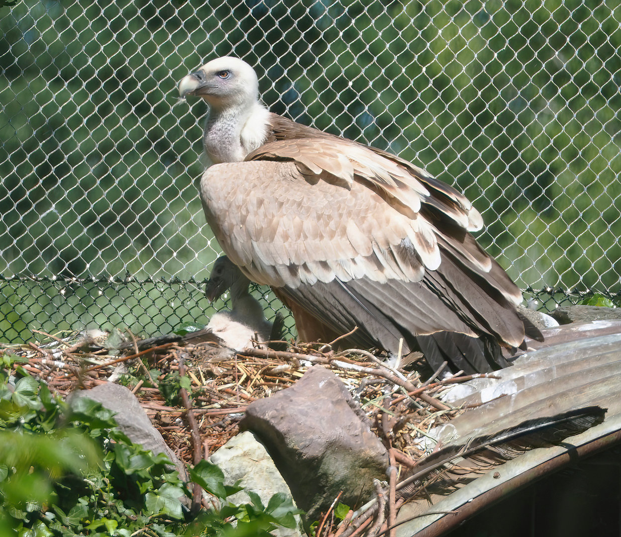 Western Eurasian griffon vulture (Gyps fulvus fulvus) with chick, 2022-06-15