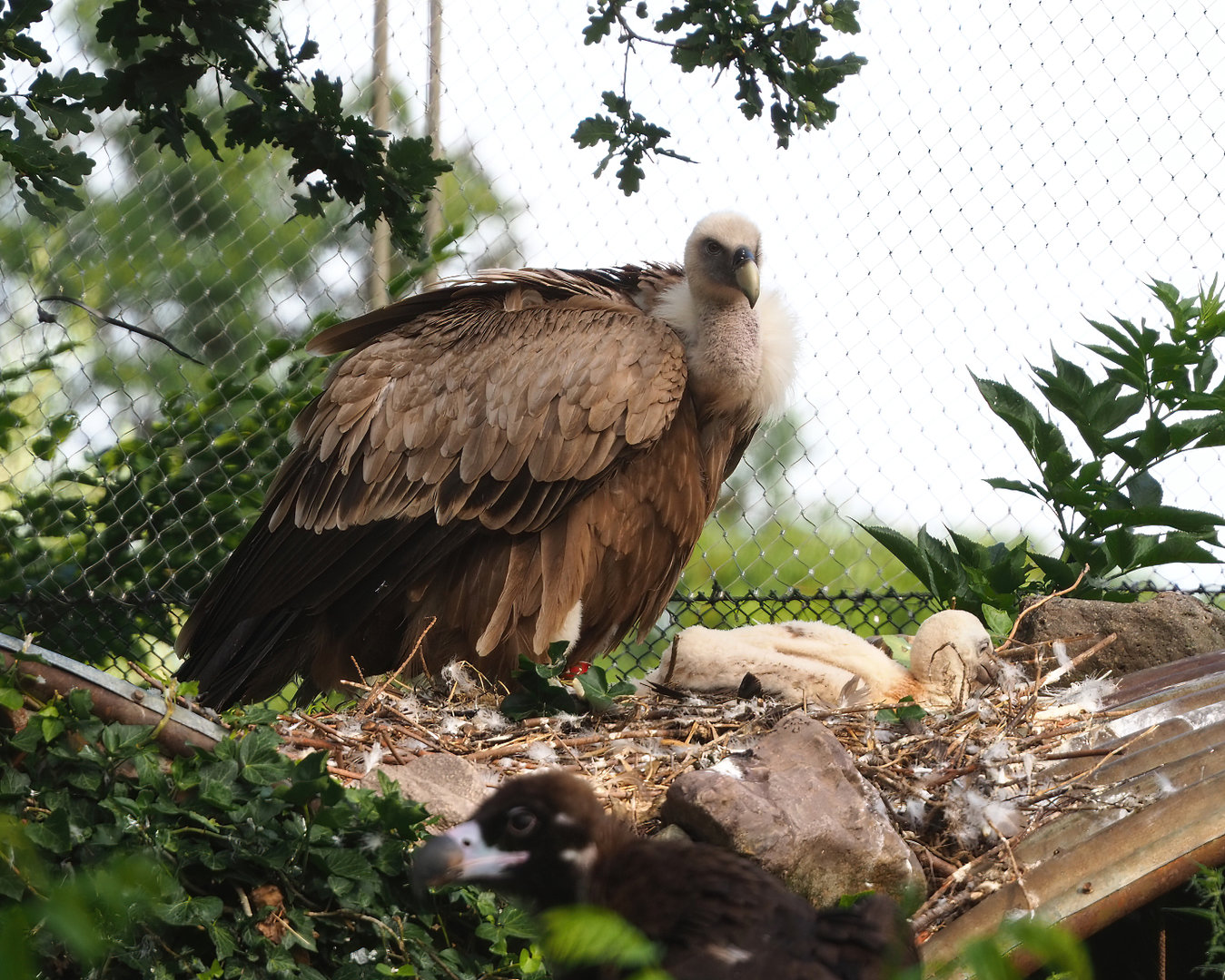Western Eurasian griffon vulture (Gyps fulvus fulvus) with chick, 2022-07-03