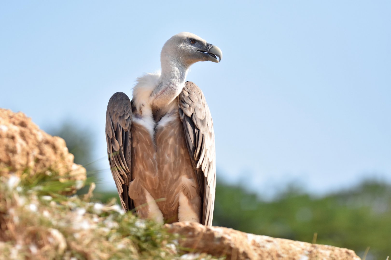 Western eurasian griffon vulture (Gyps fulvus fulvus)