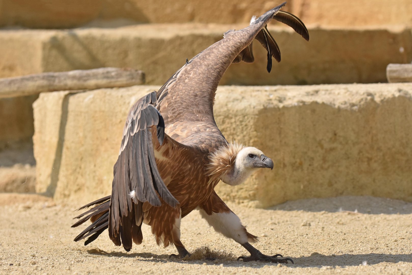 Western eurasian griffon vulture (Gyps fulvus fulvus)