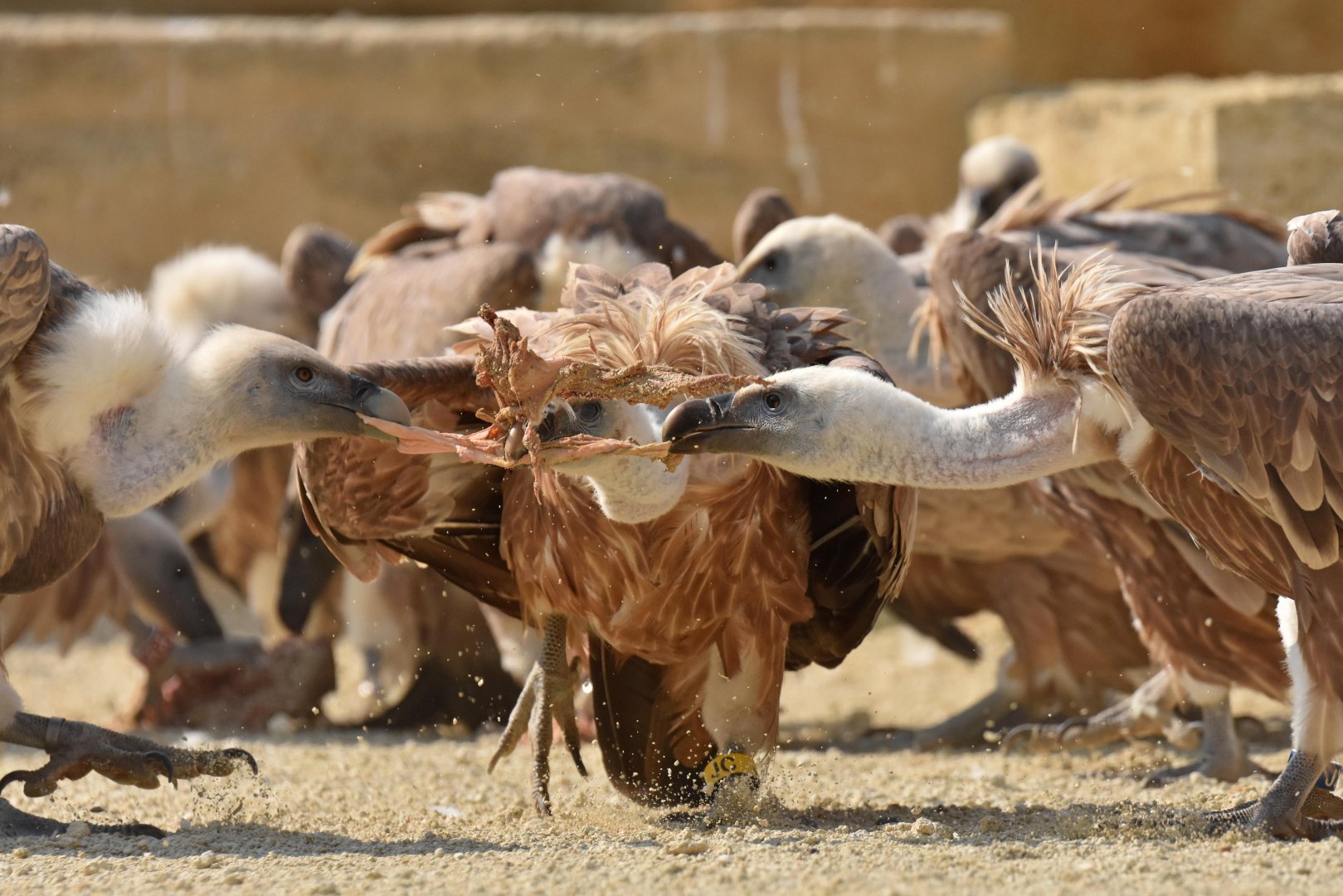 Western eurasian griffon vulture (Gyps fulvus fulvus)
