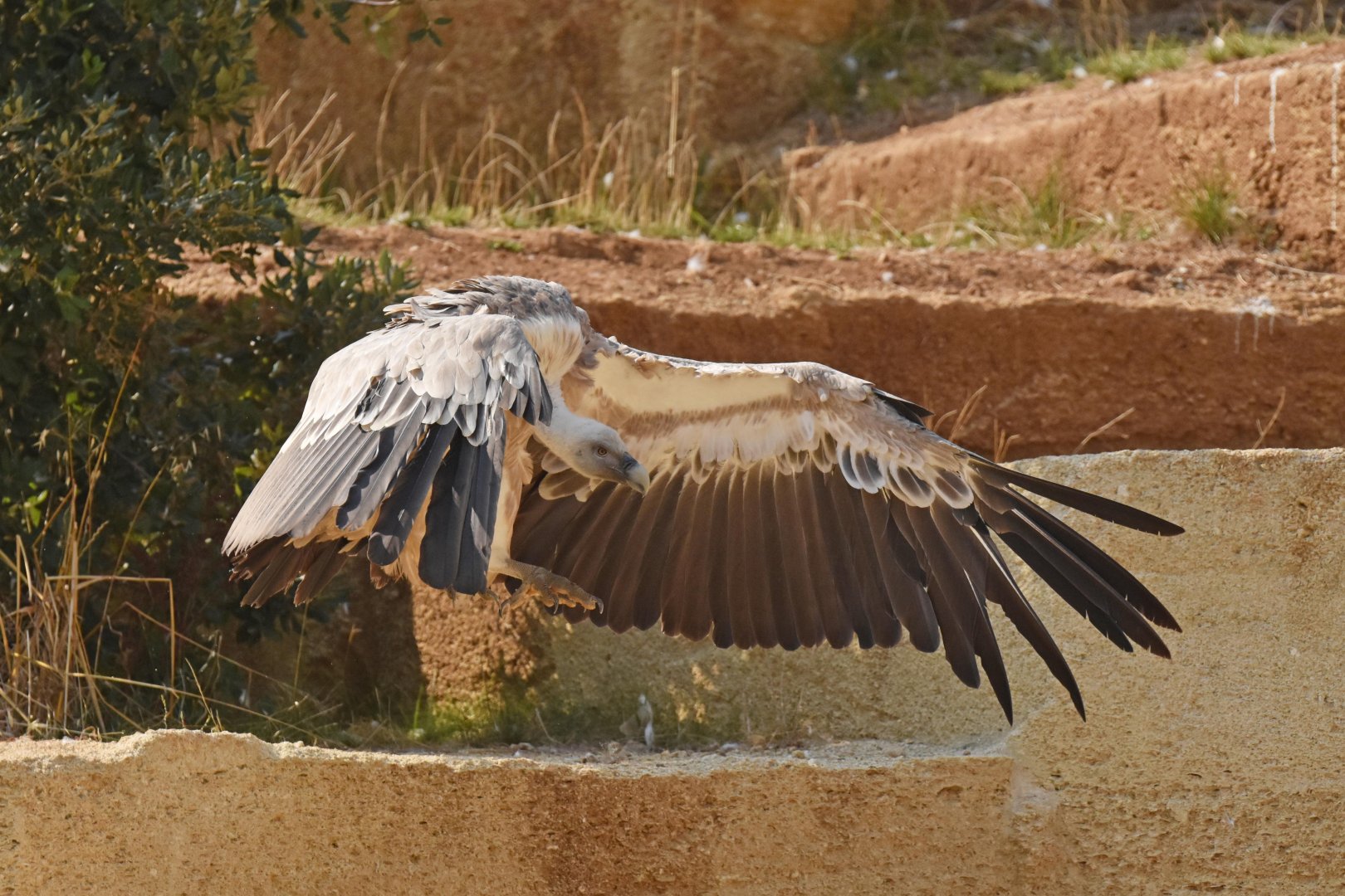 Western eurasian griffon vulture (Gyps fulvus fulvus)