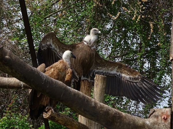 Western Eurasian griffon vulture (Gyps fulvus fulvus)