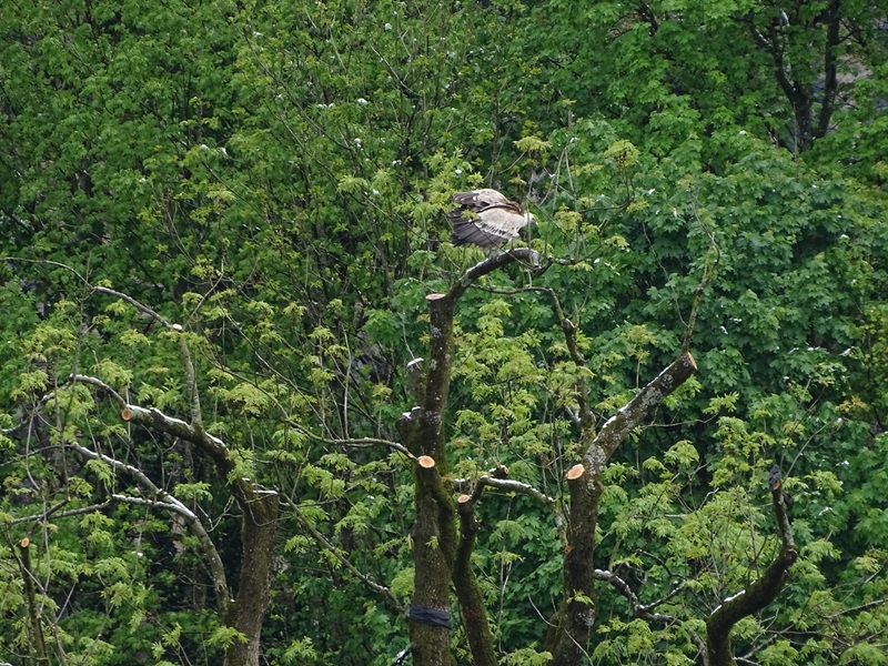 Western Eurasian griffon vulture (Gyps fulvus fulvus)