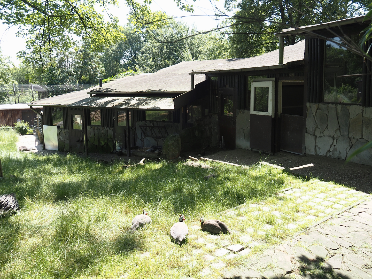 Western Eurasian griffon vulture, Marabou, Helmeted guineafowl, Cameroon sheep and Indian crested porcupine barn, 2024-06-08