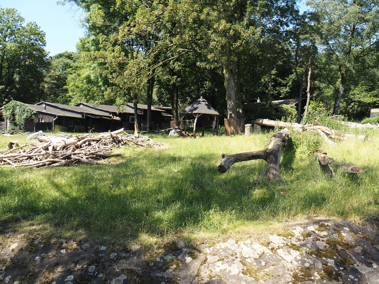 Western Eurasian griffon vulture, Marabou, Helmeted guineafowl, Cameroon sheep and Indian crested porcupine exhibit, 2024-06-08