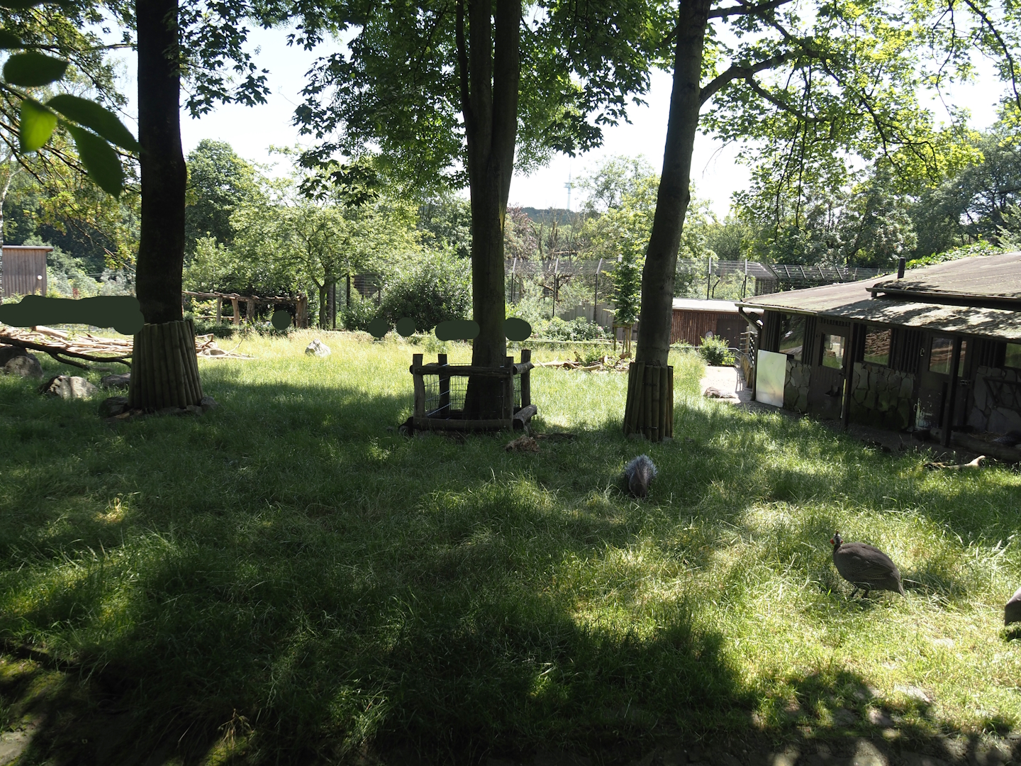 Western Eurasian griffon vulture, Marabou, Helmeted guineafowl, Cameroon sheep and Indian crested porcupine exhibit, 2024-06-08