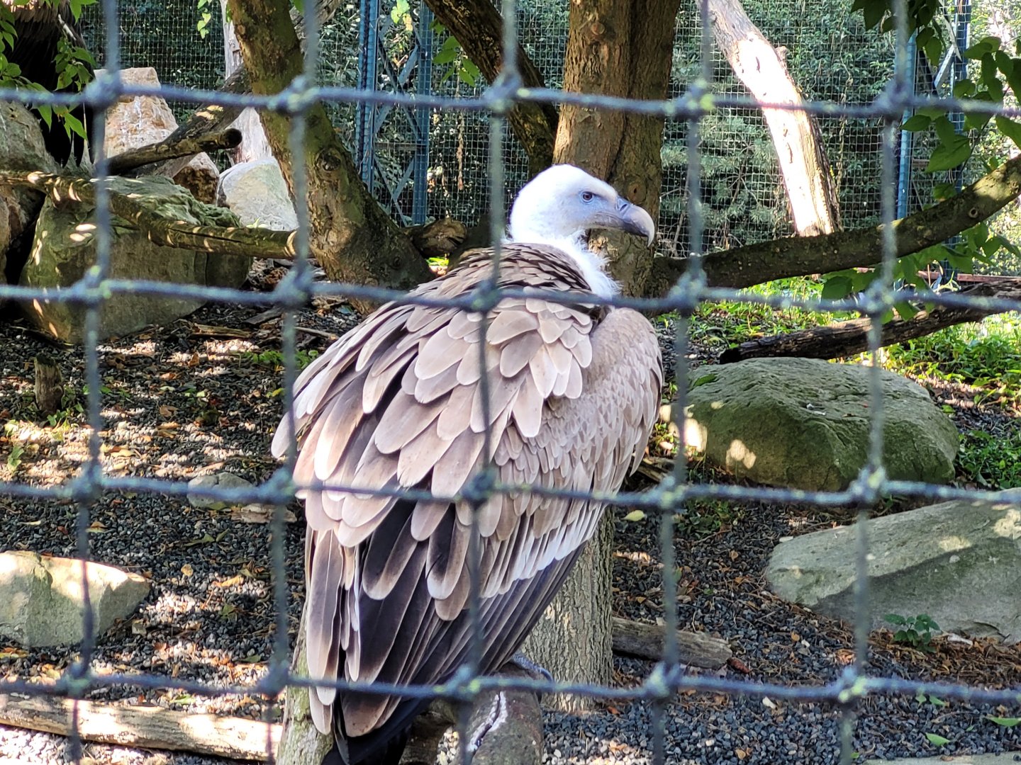 Western Eurasian griffon vulture -Parc Zoologique de Paris (2022)