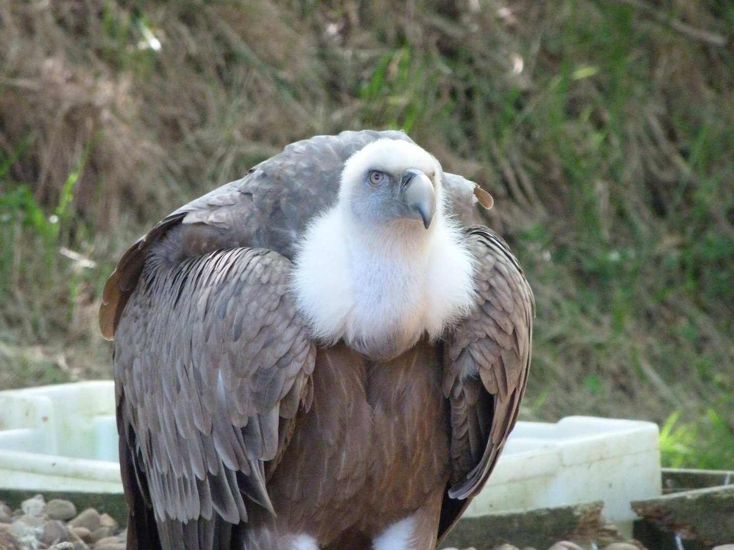 Western Eurasian griffon vulture -Parque de la Naturaleza de Cabárceno (2025)
