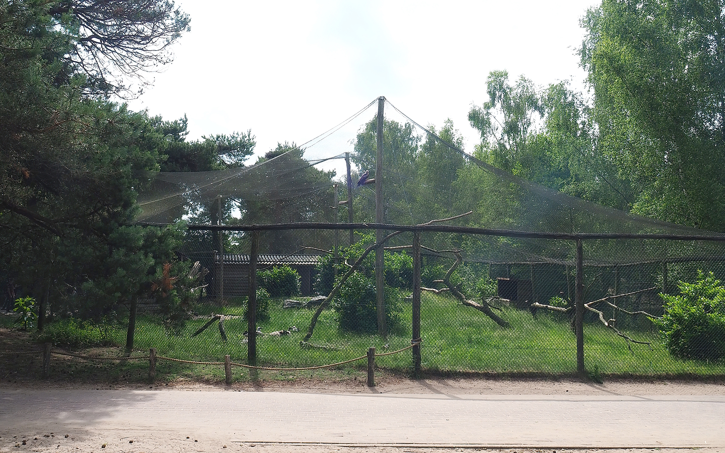 Western Eurasian griffon vulture, Rüppell's griffon vulture, Hooded vulture and Common black kite aviary, 2022-06-12