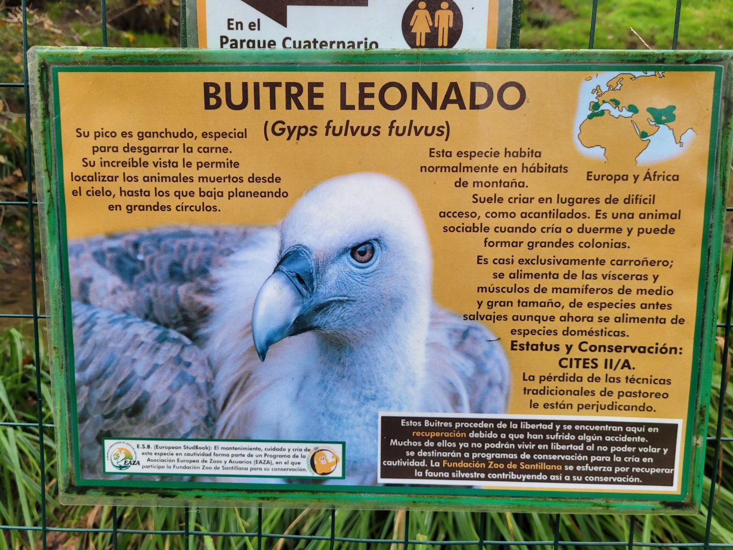 Western Eurasian griffon vulture sign -Zoo de Santillana del Mar (2023)
