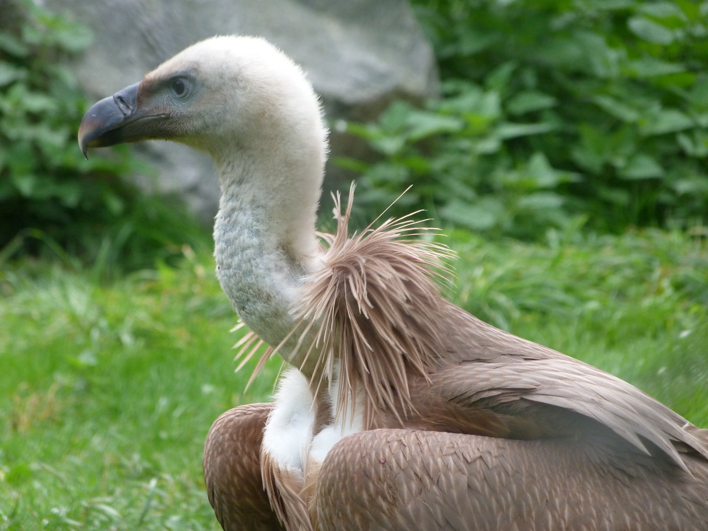 Western eurasian griffon vulture -Tierpark Berlin (2024)
