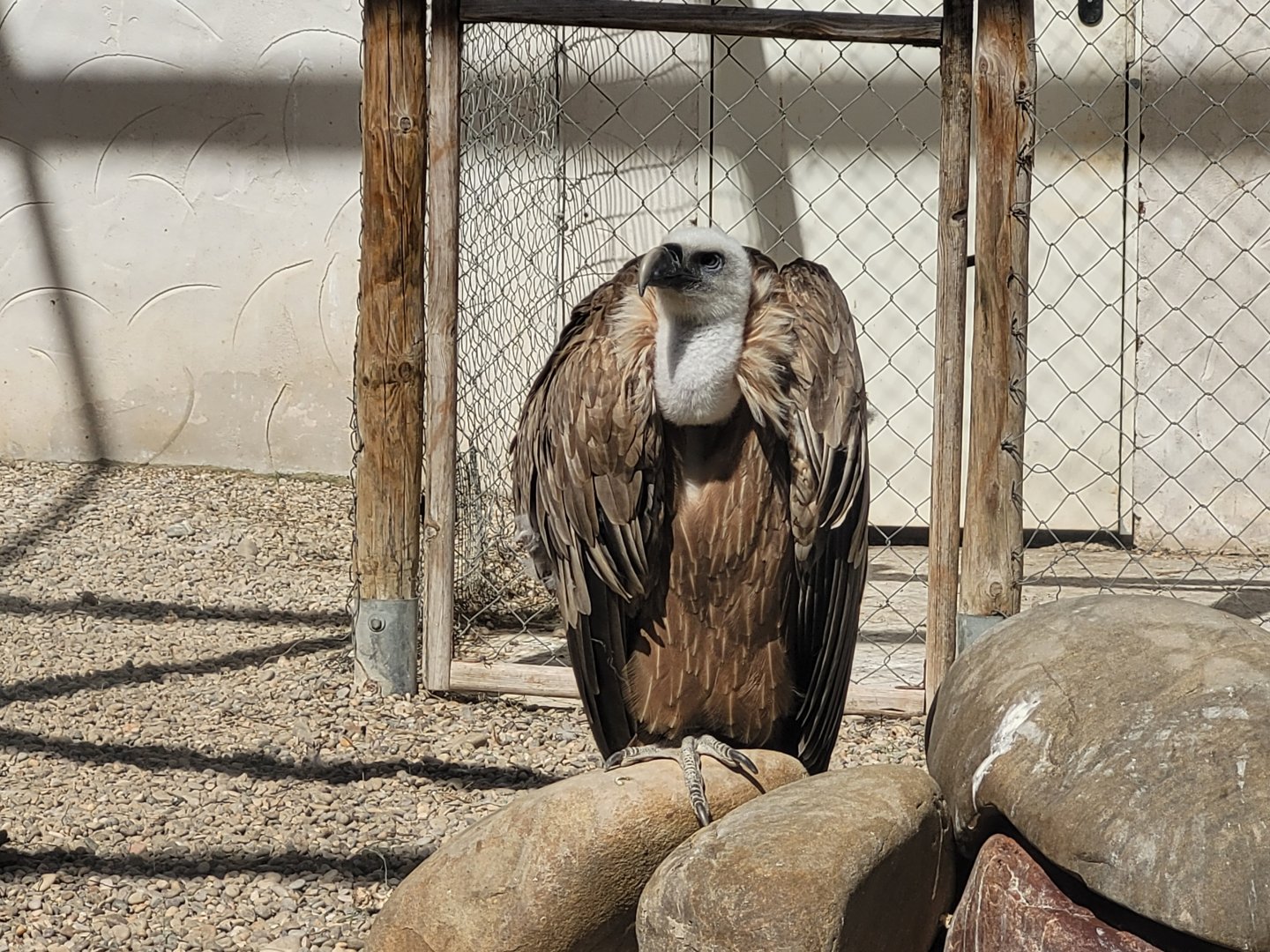 Western Eurasian griffon vulture -Tierra Rapaz (2024)