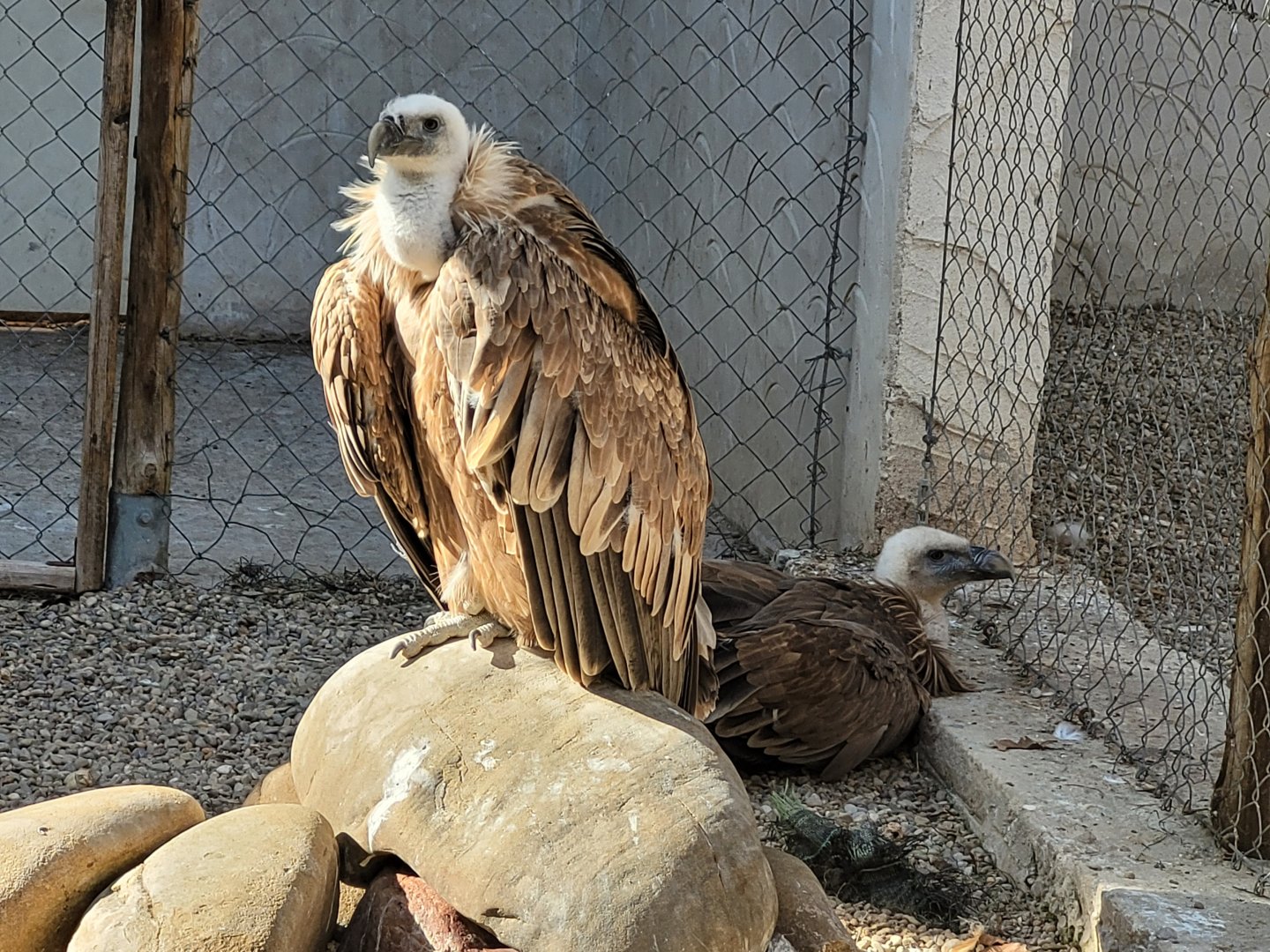 Western Eurasian griffon vulture -Tierra Rapaz (2024)