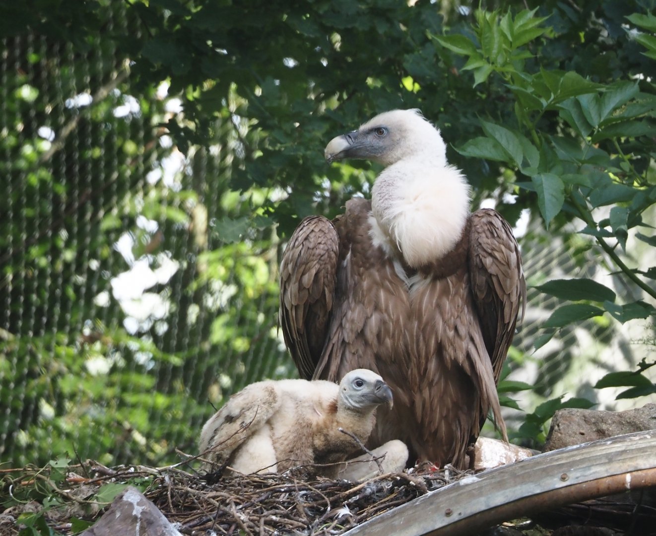 Western Eurasian griffon vulture with chick (Gyps fulvus fulvus), 2024-05-28