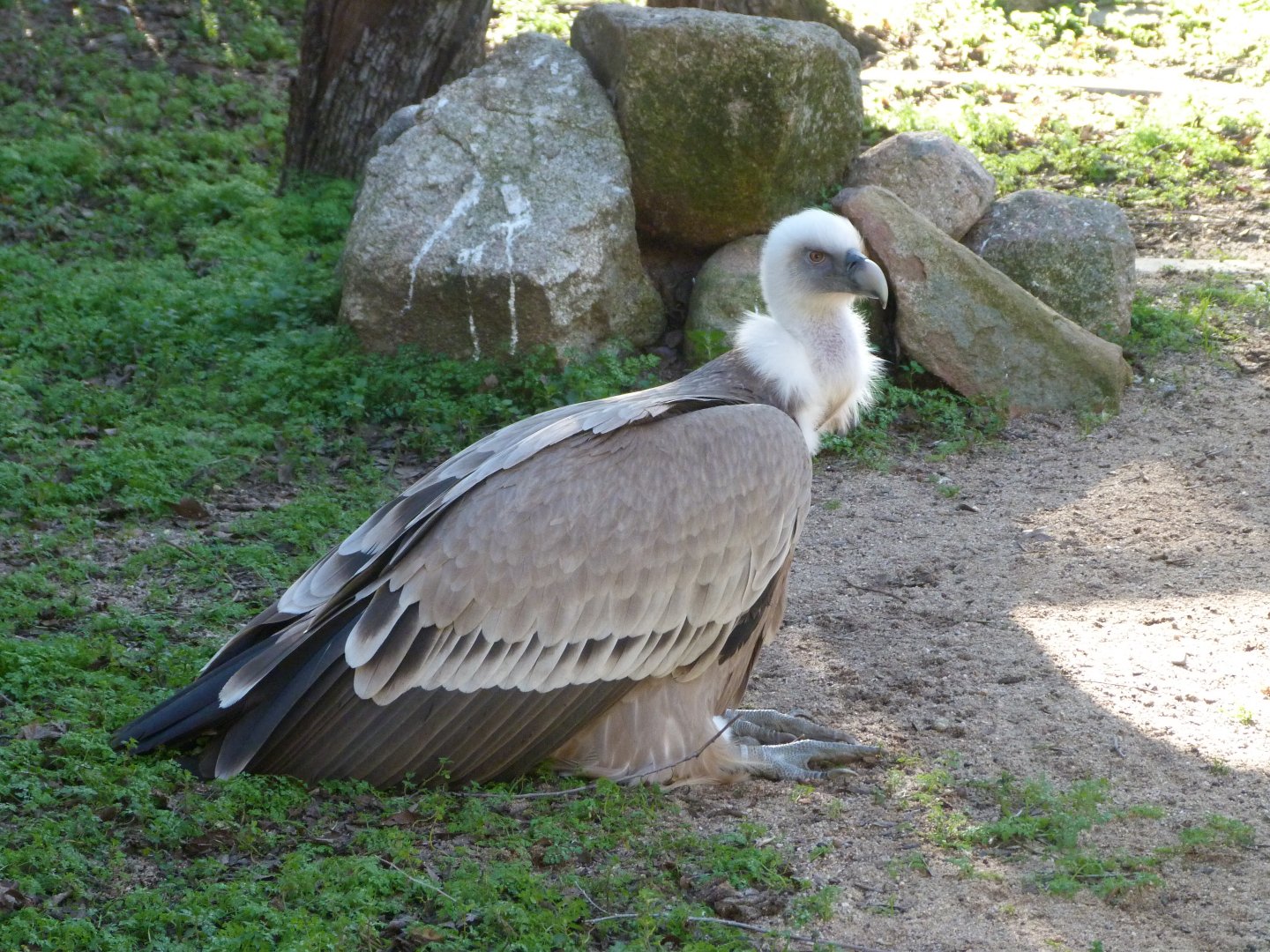 Western Eurasian griffon vulture -Zoo Aquarium de Madrid (2025)