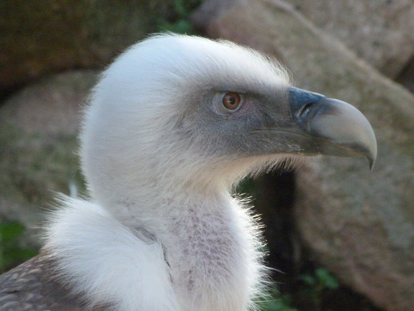 Western Eurasian griffon vulture -Zoo Aquarium de Madrid (2025)