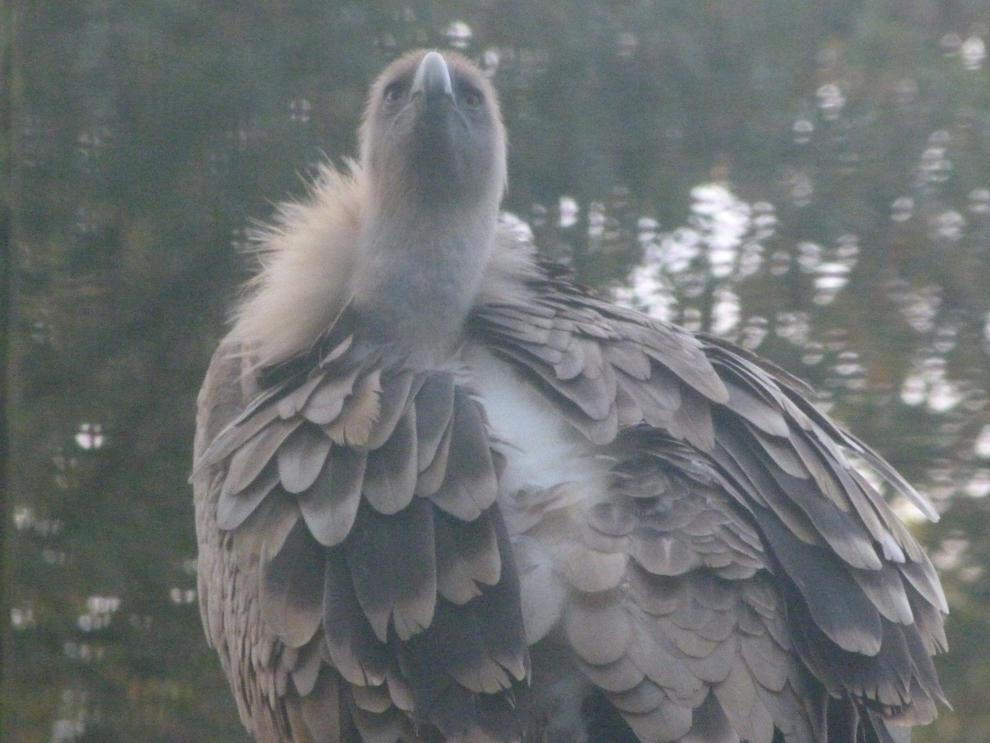 Western eurasian griffon vulture -Zoo de Santillana del Mar (2024)