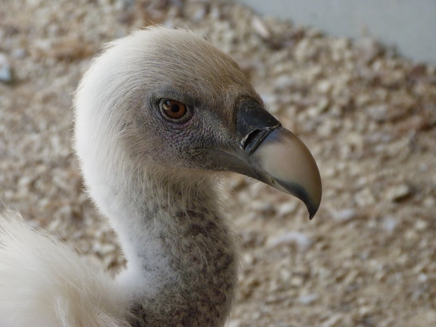Western Eurasian griffon vulture -Zoodyssée (2025)