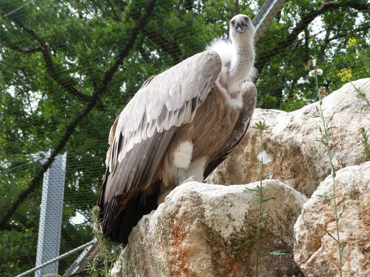 Western Eurasian griffon vulture -Zoodyssée (2025)