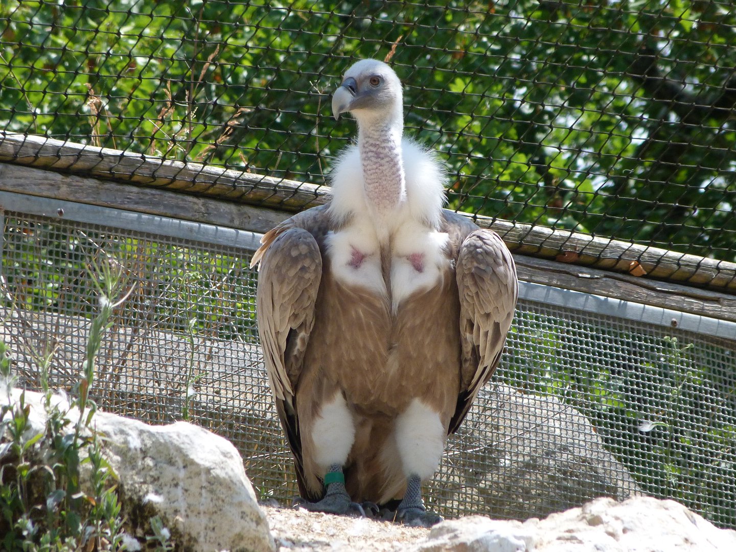 Western Eurasian griffon vulture -Zoodyssée (2025)
