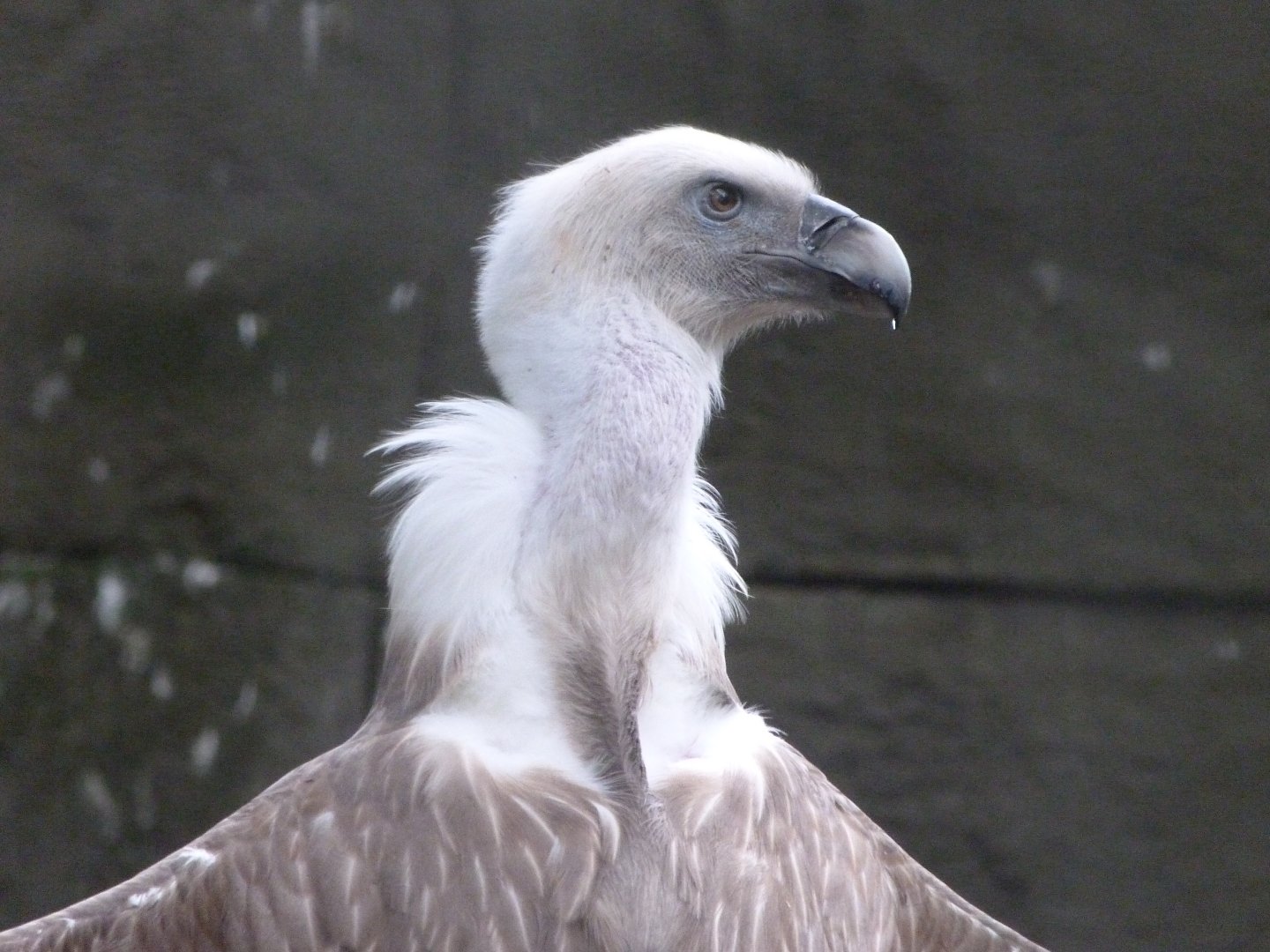 Western eurasian griffon vulture -Zoologischer Garten Berlin (2024)
