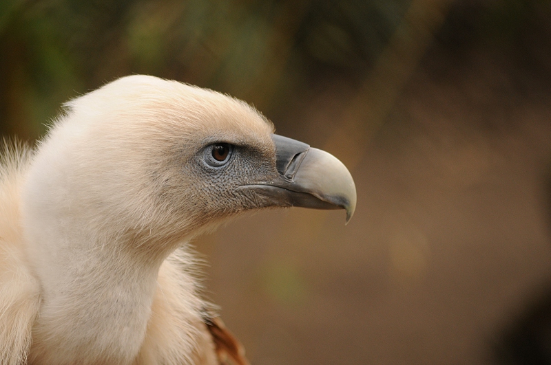 Western eurasian griffon vulture