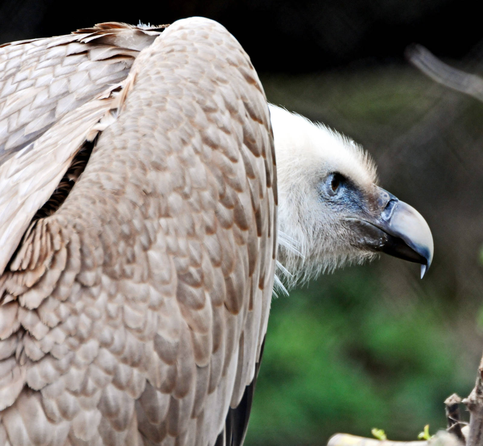 Western Eurasian Griffon Vulture