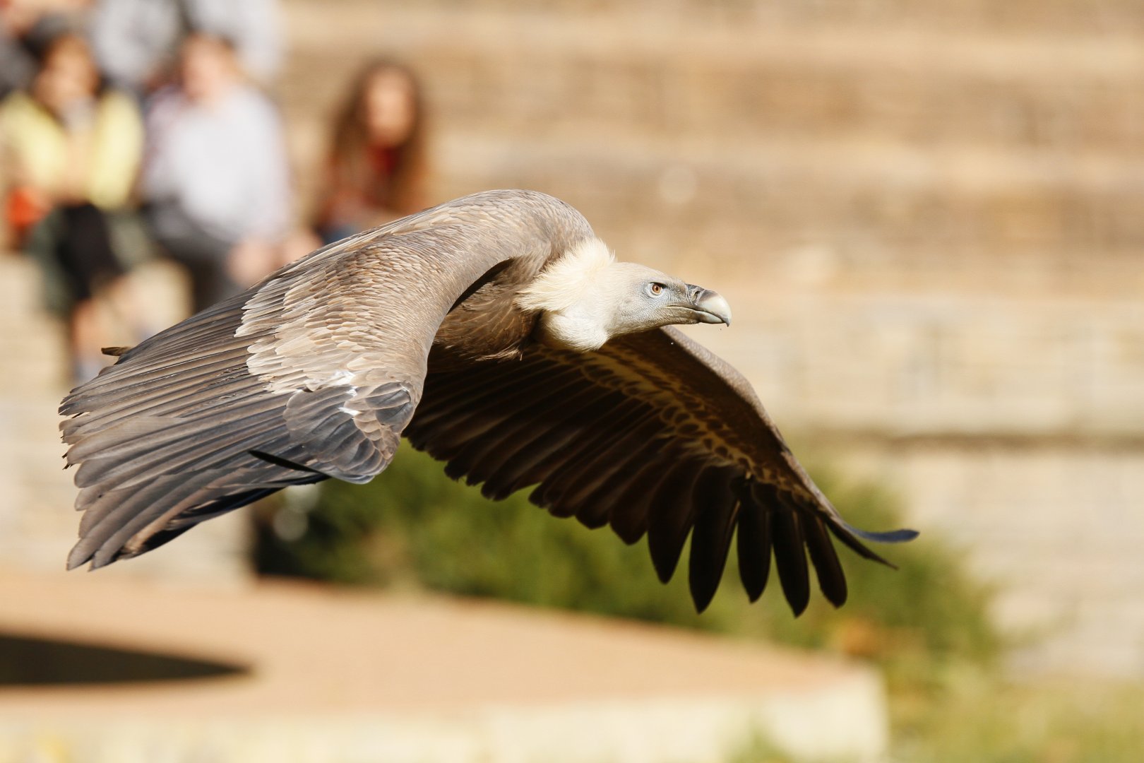 Western Eurasian griffon vulture